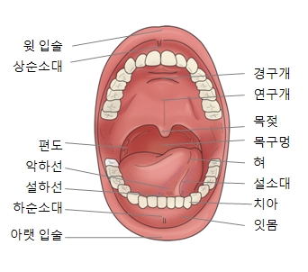 구강암